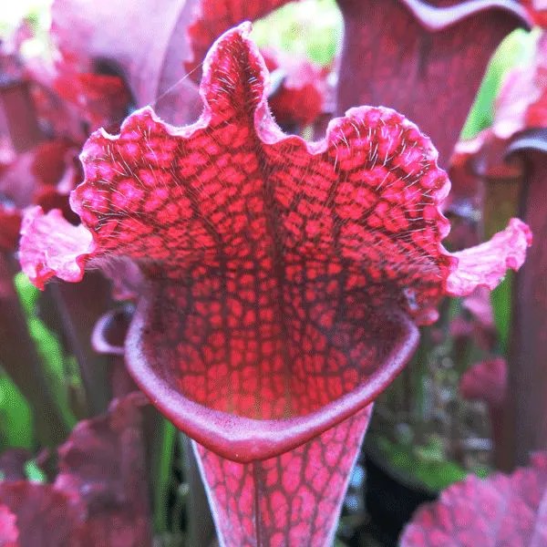 Sarracenia x Juthatip Soper