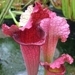 Sarracenia x Juthatip Soper