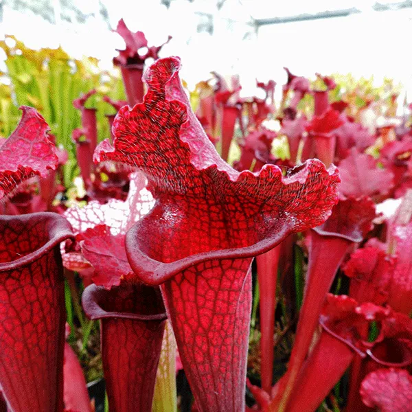 Sarracenia x Juthatip Soper